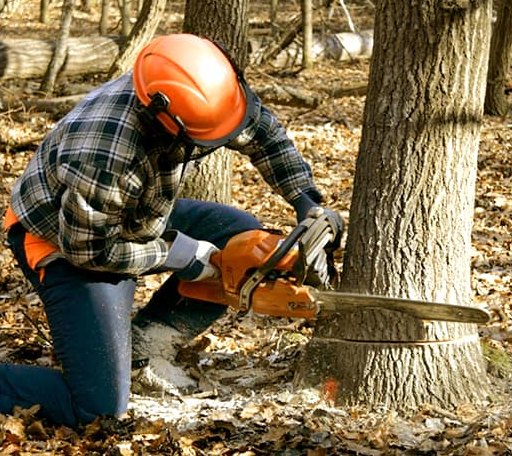 Tree Removal in Newport, NC